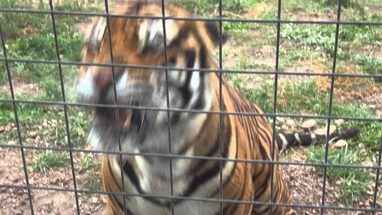 What does a Bengal Tiger say?