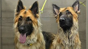 Watch As I Win the Trust of This Very Nervous German Shepherd Dog 🥹❤️