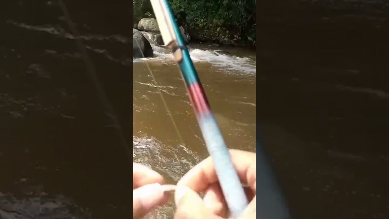 Nemacheilus Fasciatus Fish | 