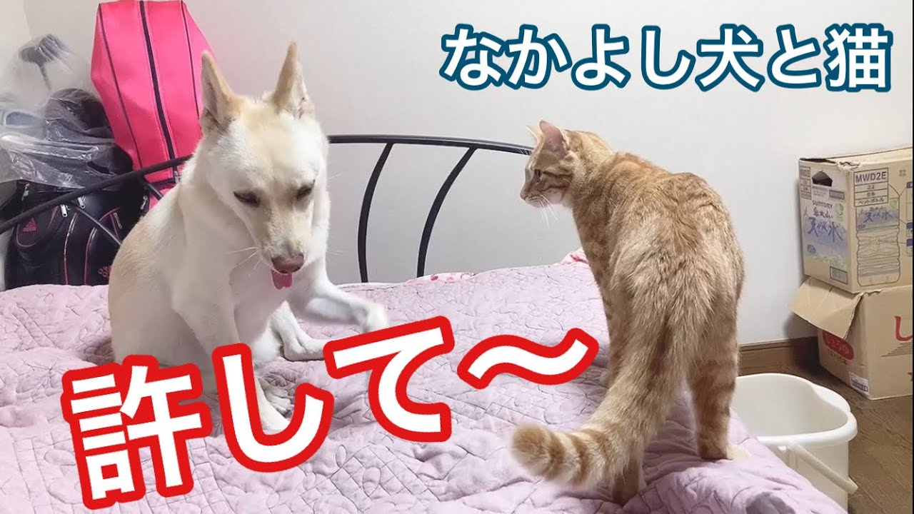 さぁ また猫にからまれている犬がこちらです 犬と猫 なかよし犬と猫 保護猫 保護犬 かわいい癒やし動画 犬と猫どっちも飼ってると毎日たのしい ペット動画まとめch