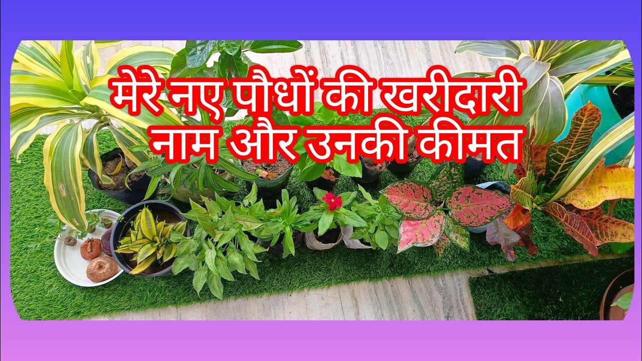 Find Out The Name And Price Of My Latest Plant Haul YouTube find-out-the-name-and-price-of-my-latest-plant-haul-youtube