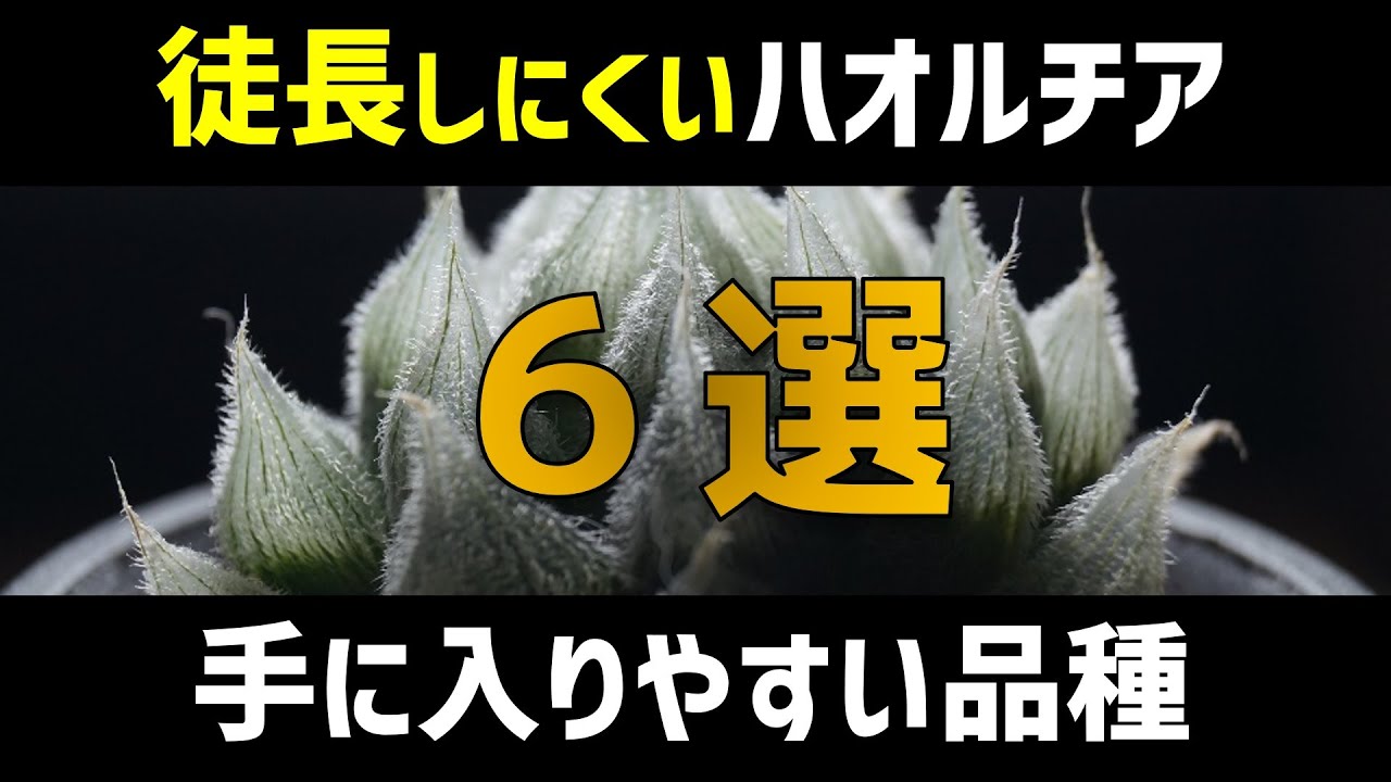 多肉植物入門 徒長しにくいハオルチア6選 軟葉 硬葉あり 人気観葉植物ハオルシア おすすめ園芸品種 Youtube