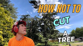 How NOT to cut a tree (Tree cutting No-No)