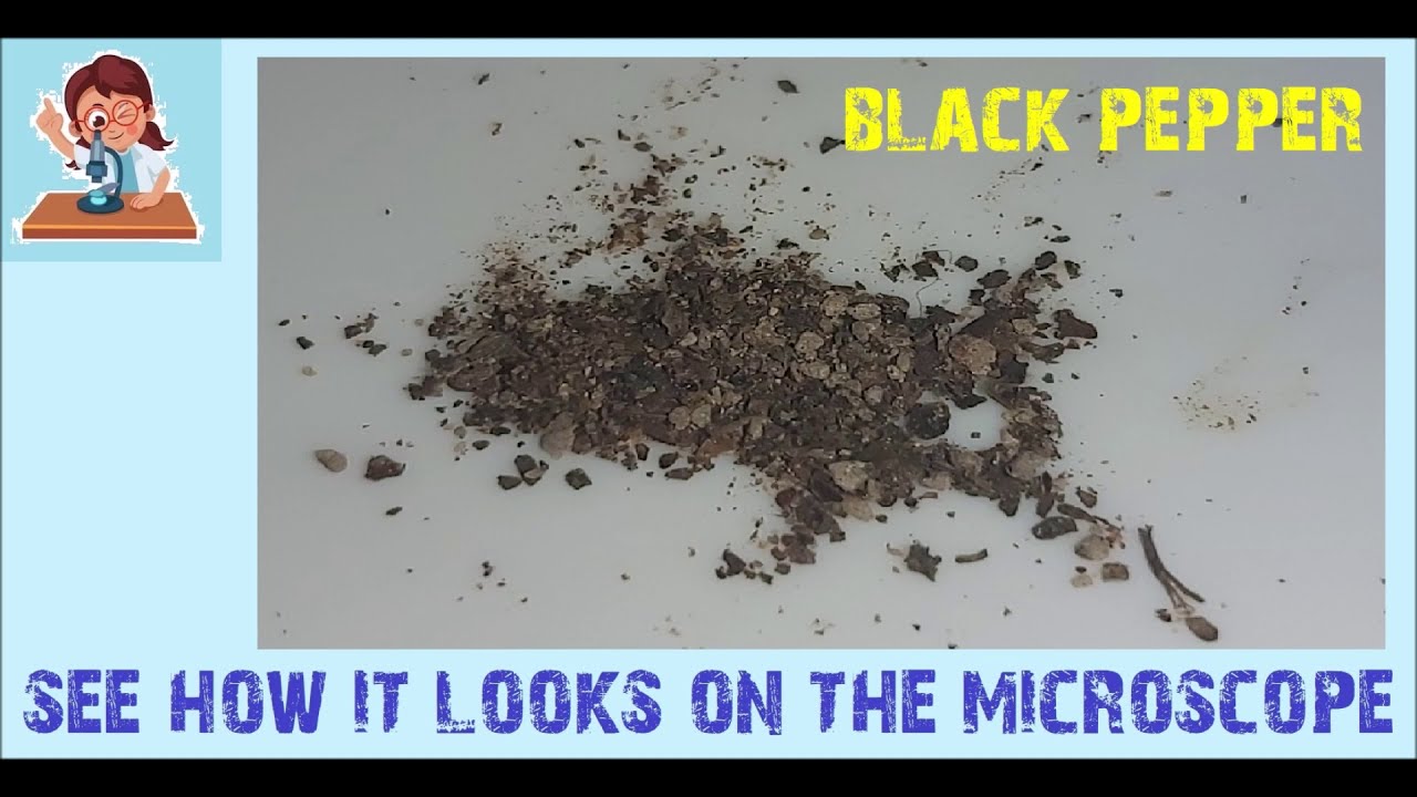 Black Pepper See How It Looks On The Microscope YouTube