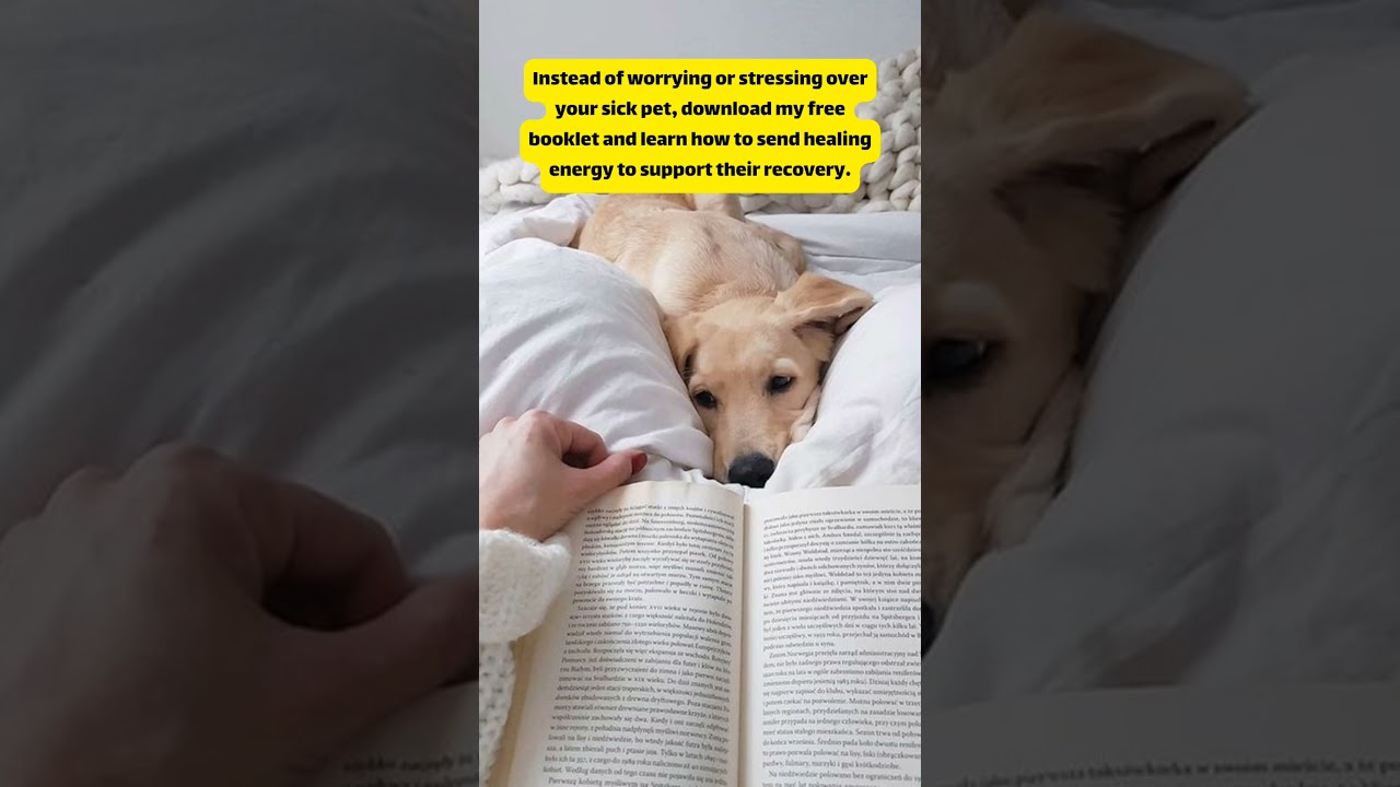 Instead of worrying or stressing over your sick pet