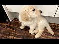 パパのデザートを邪魔するゴールデンレトリバー子犬ティト。