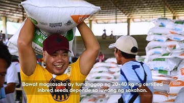 First RCEF seed distribution