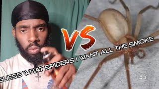 I dont like spiders - top 10 most venmous spiders