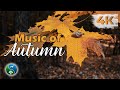 Beautiful Autumn | Autumn Landscapes in Autumn Forest | Video for Relaxation and Rest in 4K Ultra HD