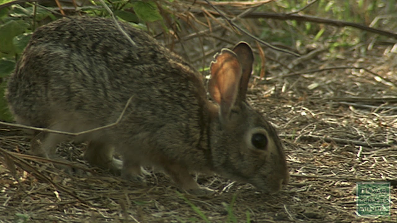 Choke Canyon State Park, Texas