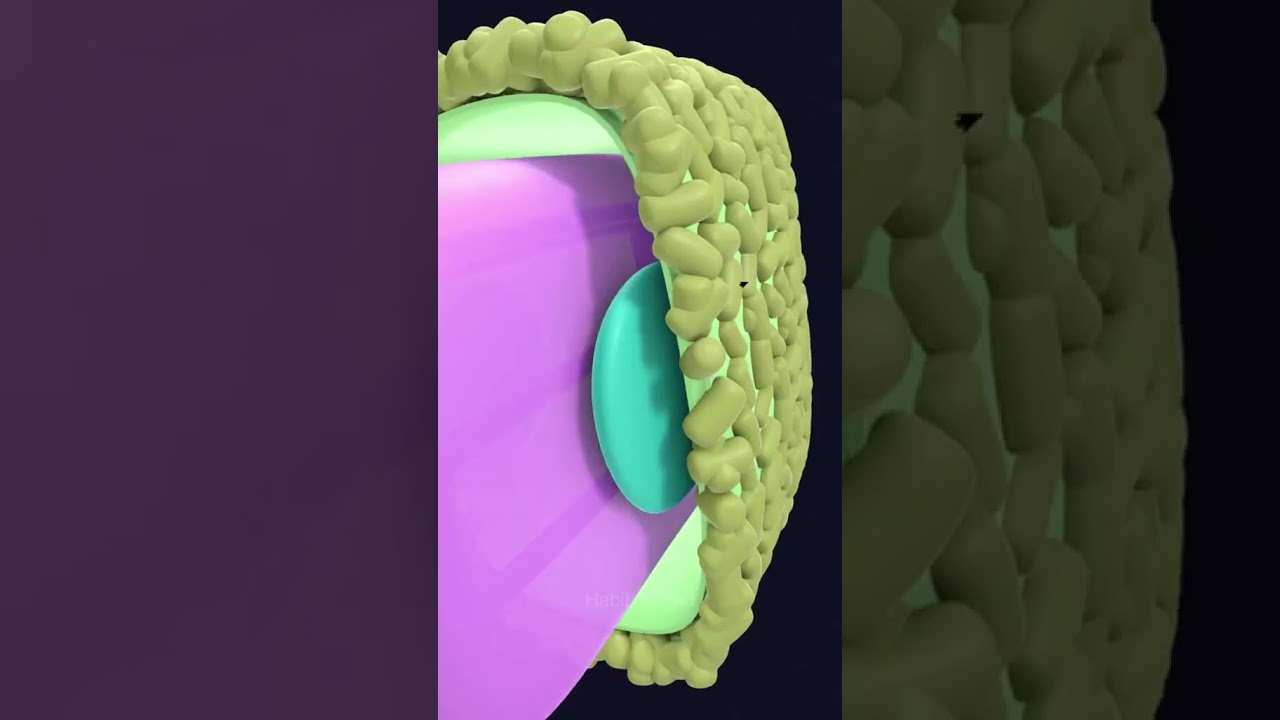 Monkeypox Alert! What You Need to Know