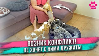 Новая собака не хочет дружить с нашими собаками. Щенок не рад новым друзьям! Яна на выставках собак.