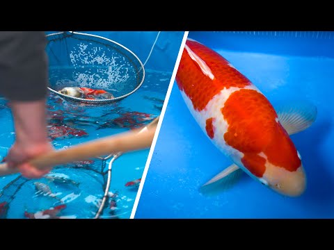 Koi Pond Essentials: