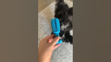 Great doggy chew toy that doubles as a toothbrush! ✨Link in description #petcareproducts #dog