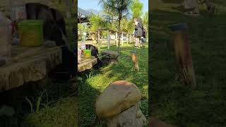 Download Lagu maen ke kampung ikan tanjung siang subang #piknik #reels #subang #liburan #shortvideo MP3