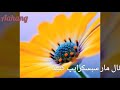 آهنگ تاجیکی های لیلی شبها ورزاب میریم جان لیلی به گل مهتاب