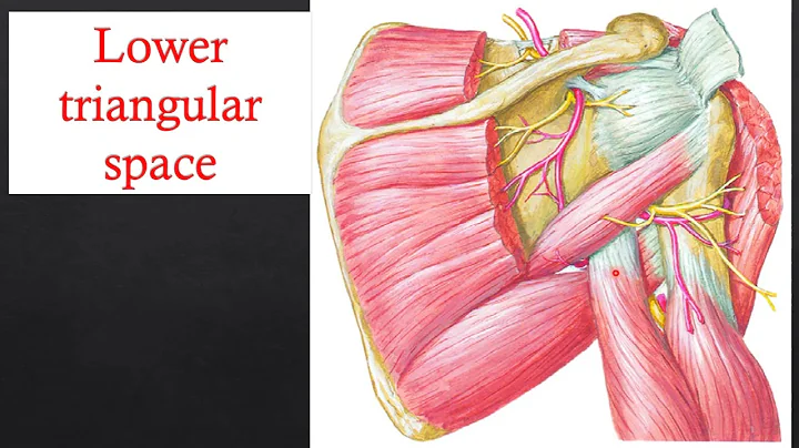 Triangular spaces of scapular muscles