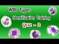 Wbc identification training quiz  part 23 