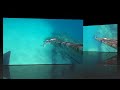 chasse sous marine sortie variée