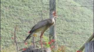 Red-legged Seriema (Cariama cristata)