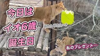 【旭山ライオン＆トラ】今日は祝6才イオの誕生日🎂。プレゼント争奪戦開催？オリトイオ＆ザリアファミリーvol770.Today Io's 6th birthday.Lion＆Tiger family