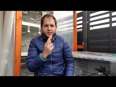 Video: Kann eine Gans mit gebrochenem Flügel überleben?