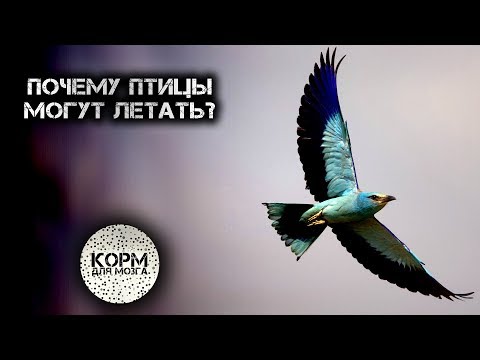 Почему птицы могут летать?