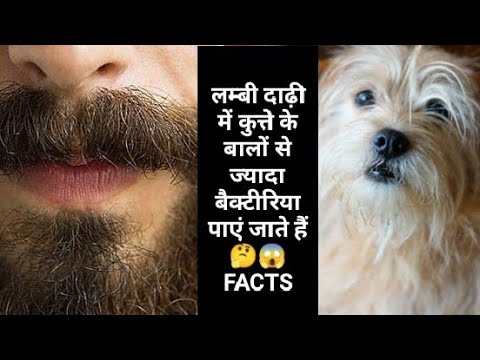 वीडियो: बालों वाले कुत्ते से पूछें: राय नस्ल अज्ञानता