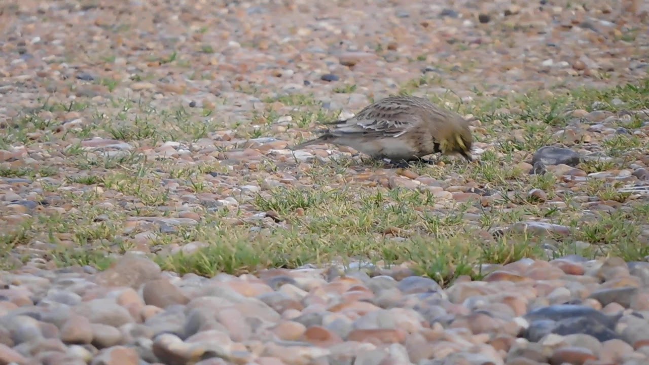 Shore Lark - Dungeness October 2019 - SOUND DOWN!