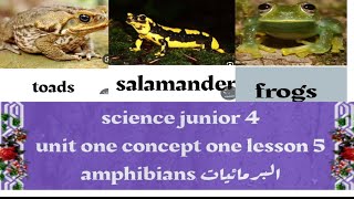 science junior 4 unit one concept 1 lesson 5 amphibians البرمائيات Marwa Elaraby science junior4