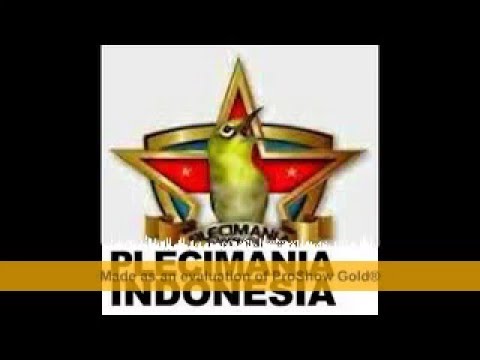 Masteran pleci rapat - kenarian wit wit zipper - masteran mewah sepanjang masa