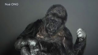 Koko the gorilla has awful grammar