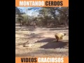 Montar marranos puercos cerdos jajajaja no vas a parar de reir