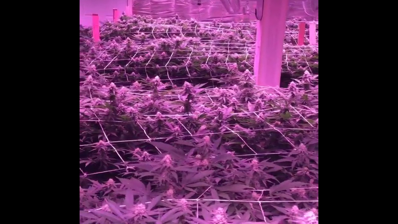 VividGro® LED Grow Lights - Flower Power - VividGro V2 LED Grow Lights In Action!