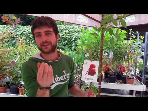 Video: Cura dell'albero della giuggiola - Come coltivare un albero della giuggiola
