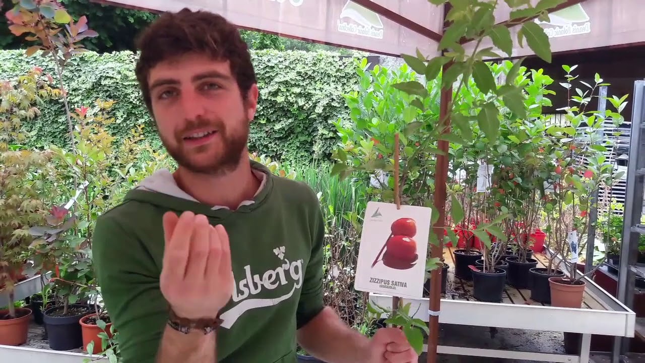 Consigli utili su come coltivare il giuggiolo o zizyphus sativa