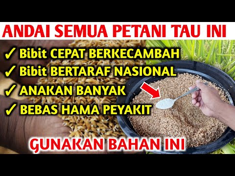 Andai semua petani tau ini tidak perlu beli benih padi Cara membuat benih padi cepat tumbuh