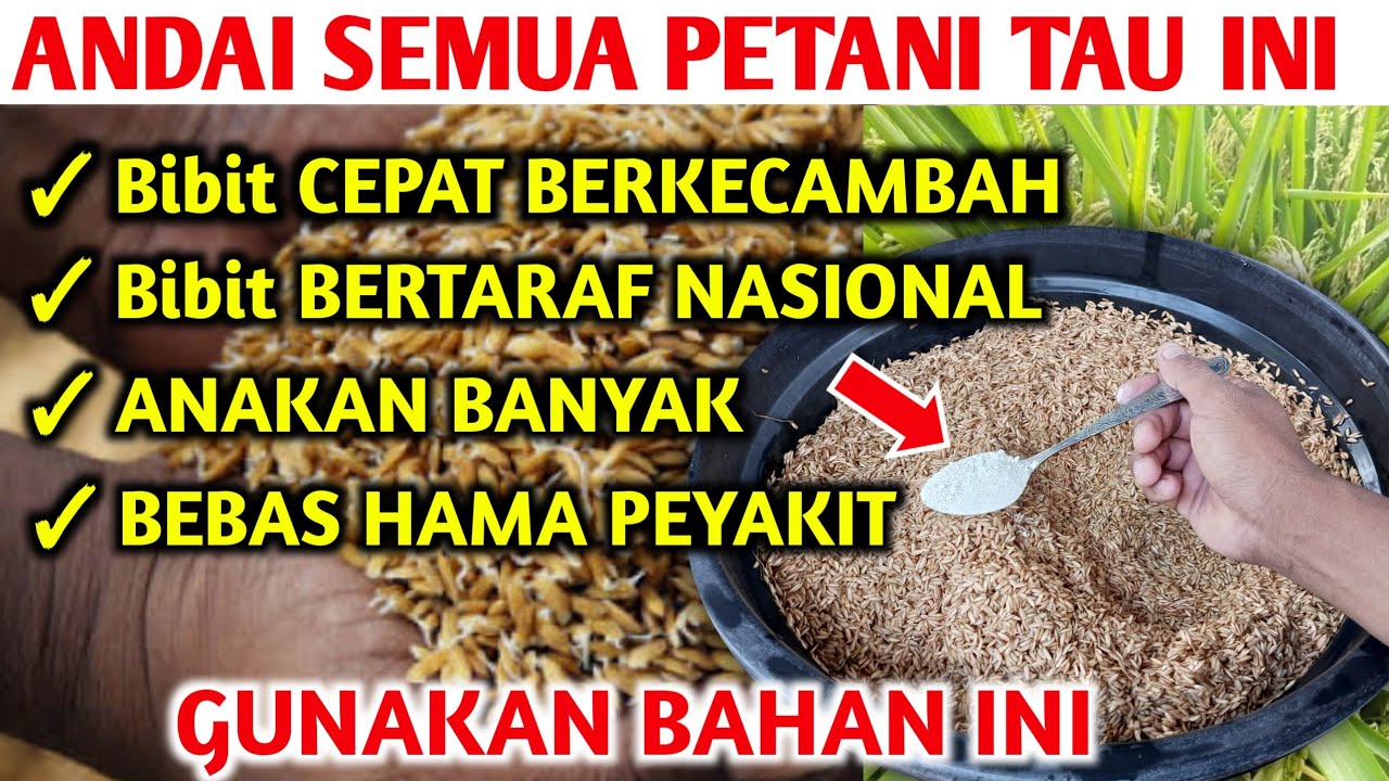 Если бы все фермеры знали это, им бы не пришлось покупать семена риса. Как ускорить прорастание с...