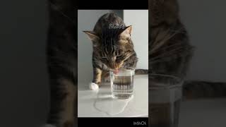 My Ramadan routine #ramadan #islamicshorts #cat #catshorts #goviral #kunanta