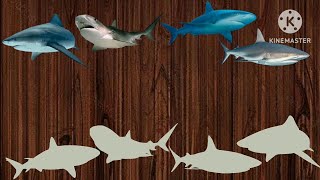 animal fun, crafting and finding bull shark