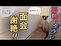 #15 仲間思いの子猫の行動に感動