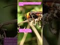 【昆虫衝撃アーカイブ】オオスズメバチの羽音を研究する。恐ろしいのか、それとも心地良いのか？命を繋ぐための鼓動を4K高画質で記録 #オオスズメバチ #羽音 #昆虫図鑑 #昆虫観察 #insects