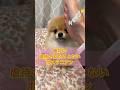 いや、逆に心配!🤣笑 #pomeranian #ポメラニアン #小型犬 #癒し #きなこ #पोमेरेनियन #कुत्ता