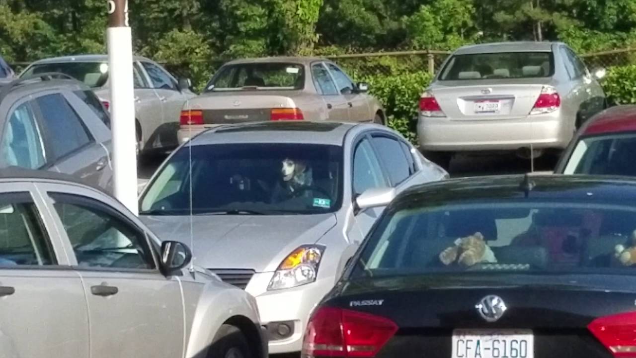 Funny Dog Video Honks Car Horn YouTube