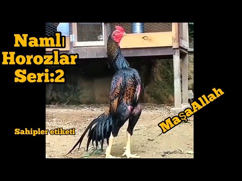 HİNT HOROZU//Türkiyedeki en güzel hint horozları isim etiketiyle