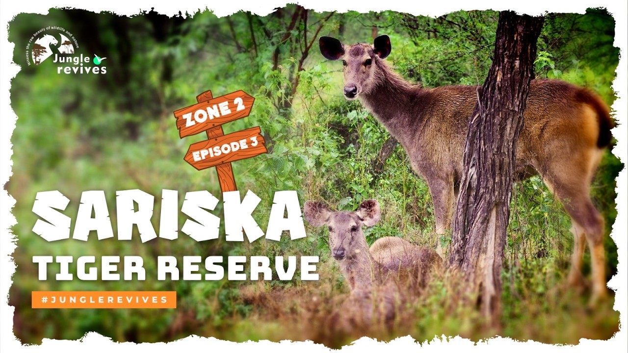 Sariska Tiger Reserve – Episode 3 | October 2025 Safari | Zone 2