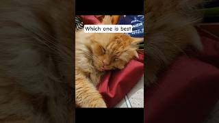 "Which one" #trendingshorts #koko #cute #shorts