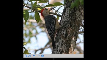 How to Use Belize Birds Field Guide App
