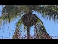 Izucar de matamoros y sus frutos