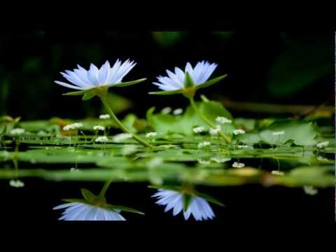 Pachelbel's Canon - London Symphony Orchestra